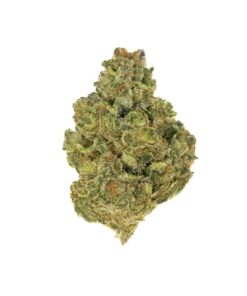 GELATO 33