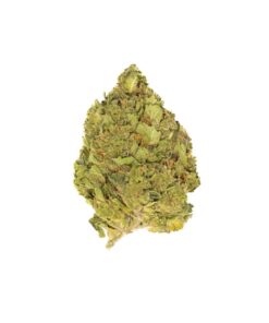 HUSTLE GELATO