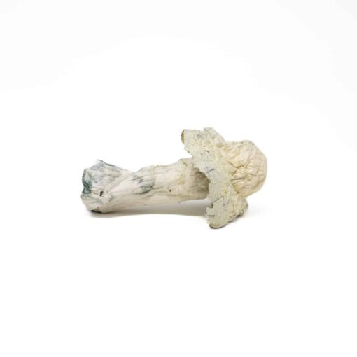 Paksdash ALBINO PENIS ENVY raw