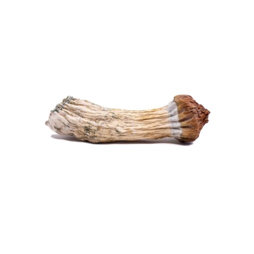 Paksdash PENIS ENVY raw