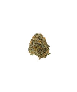 ZELDA OG (MEDIUM)