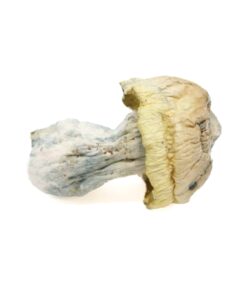 Paksdash ICEBERG raw