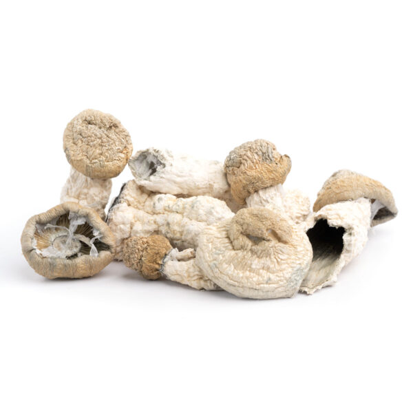 Shakti Mushrooms