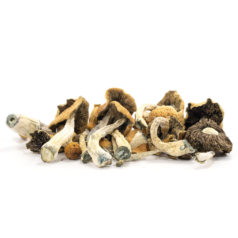 Thrasher Mushrooms